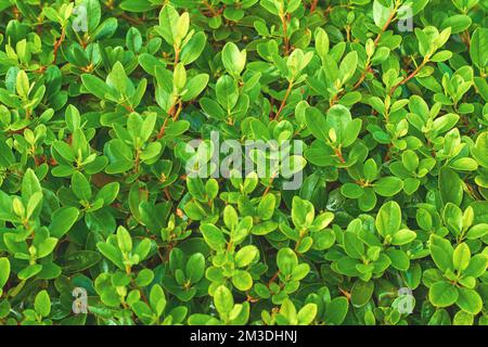 Boxwood leaf texture. Lush leaves background. Buxus Sempervirens Rotundifolia. Stock Photo