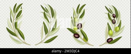 Olive branch wreath with green leaves, black fruits, png set isolated on transparent background. Realistic vector illustration of round design element for organic oil or natural cosmetics package Stock Vector