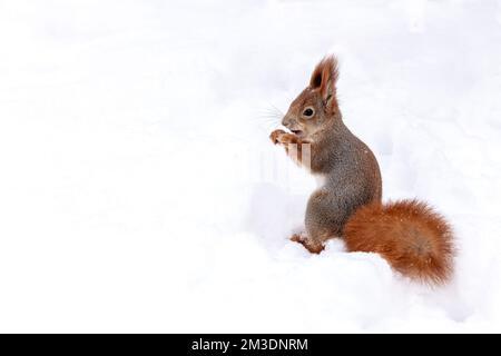 red squirrel with fluffy fur sits on snow and eats a nut Stock Photo