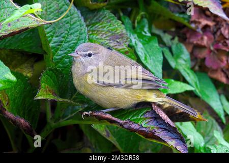 Immature Orange-crowned Warbler (Leiothlypis celata) - perched on a Hydrangea leaf. Stock Photo