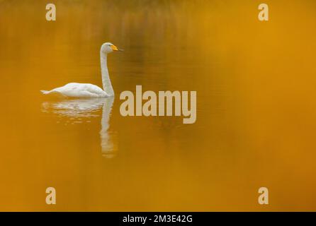 Whooper Swan, Cygnus cygnus, during autumn migration in arctic Norway. Swimming on a lake. Stock Photo