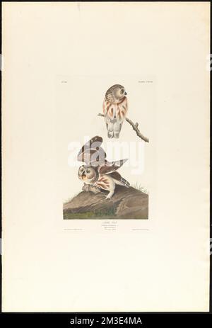 Little owl : Strix acadia, Gm. Male, 1. Female, 2. Common mouse. c.1 v.2 plate 199 , Owls, Mice, Northern saw-whet owl. The Birds of America- From Original Drawings by John James Audubon Stock Photo