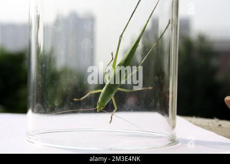 Large conehead grasshopper (Ruspolia nitidula) in a glass vessel : (pix Sanjiv Shukla) Stock Photo