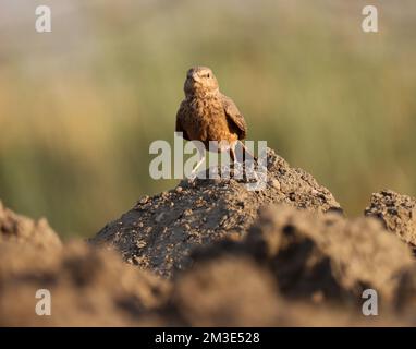 Rufous tailed lark standing on ploughed field. Ammomanes phoenicura. Stock Photo