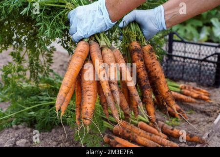 Cropped photo of man wearing blue disposable gloves, gathering holding digging out two bunches of ripe unwashed carrots from garden-bed in vegetable g Stock Photo