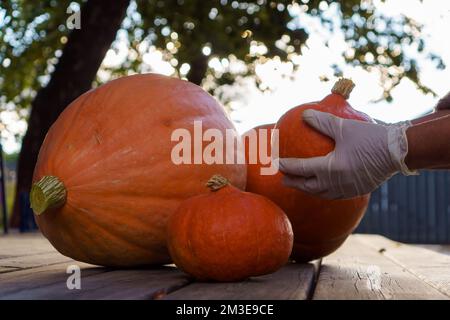 Cropped photo of man wearing white disposable gloves, gathering pumpkins of different size on wooden table outdoors in yard near tree at sunset. Harve Stock Photo