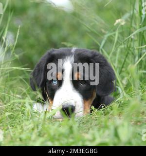 Beautiful puppy of Greater Swiss Mountain Dog looking at you Stock Photo