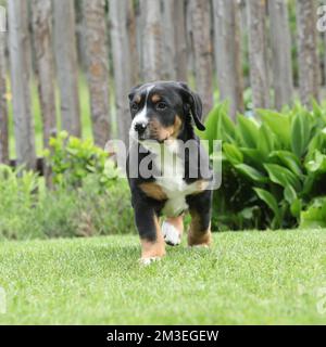 Puppy of Greater Swiss Mountain Dog in the garden Stock Photo