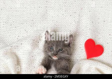 Kitten and Red Heart. Small Gray Kitten Playing on a White Knitted Blanket next Soft Hearts. Valentine's Day and Pets, Animals. Little Cat Greeting Ca Stock Photo