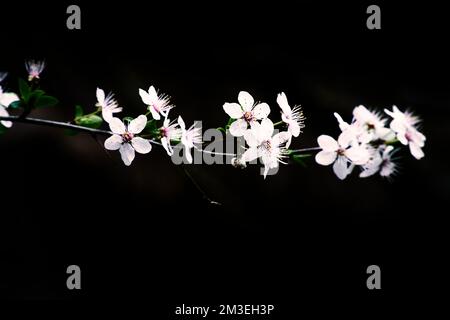 Branch with cherry blossom on fruit tree with black background. Blossom in spring. Blossoms photo from nature Stock Photo