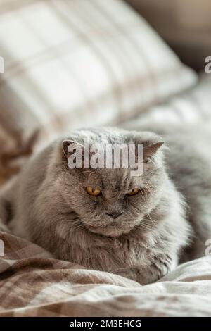 a fluffy grey british longhair cat relaxing on bed in bedroom, autumn or winter cozy bedroom concept Stock Photo