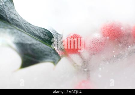 frozen in ice red holly berries and leaves Stock Photo