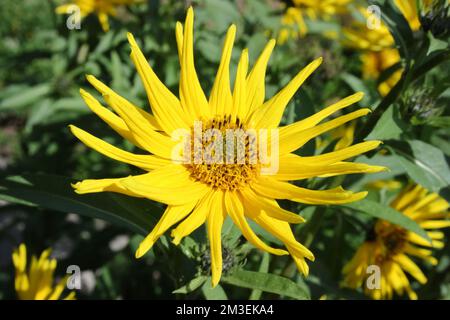 Flower of Maximilian Sunflower (Helianthus maximiliani) Stock Photo