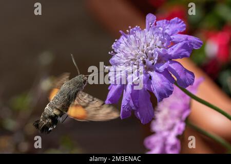 Colourful Detailed Image of a Humming-Bird Hawk Moth (Macroglossum stellatarum) Feeding on a Thrift Plant in a Devon Garden. Stock Photo