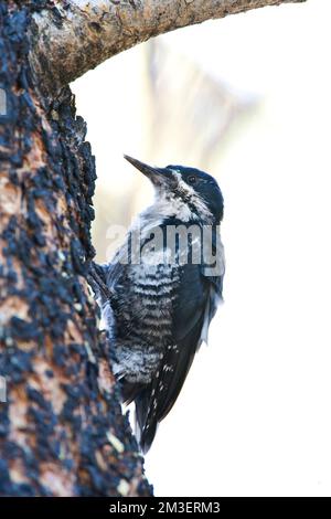 Zwartrugspecht, Black-backed Woodpecker Stock Photo