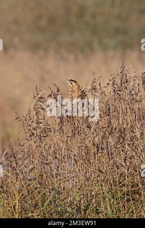 Bittern in reeds at Leighton Moss RSPB Reserve Stock Photo