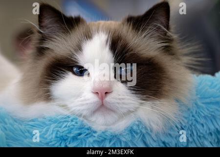 Young relaxed ragdoll cat, looking at camera Stock Photo