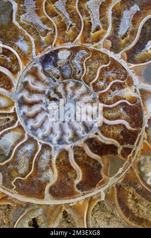 Backgrounds and textures: natural spiral brown and blue pattern, petrified ammonite shell slab Stock Photo