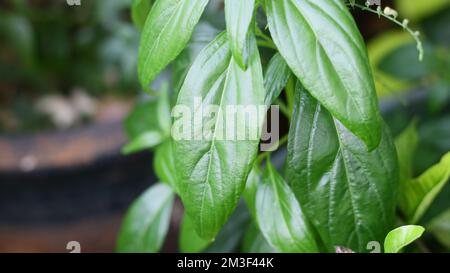 Creat or green chireta plant in the garden. In Indonesia called Sambiloto. Stock Photo