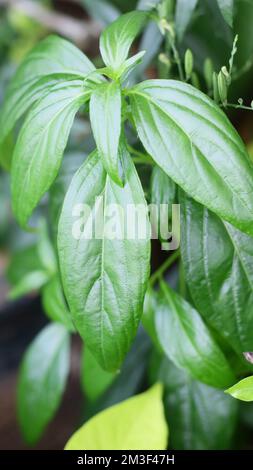 Creat or green chireta plant in the garden. In Indonesia called Sambiloto. Stock Photo