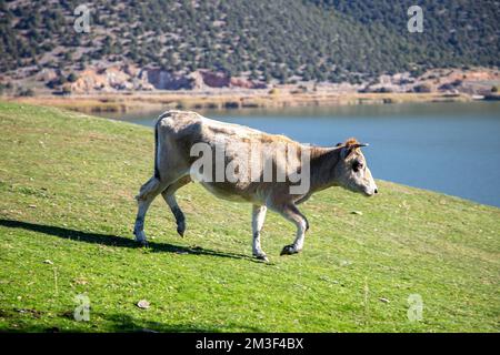 Beige horned cow at green field. Cattle in pasture goes to lake water. Blur nature background. Livestock at Greek nature and sun. Stock Photo