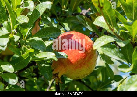 Pomegranate tree, punica granatum, rich nutrition food, vitamin, antioxidant property. Close up view of red outer skin fruit with red juicy sweet seed Stock Photo