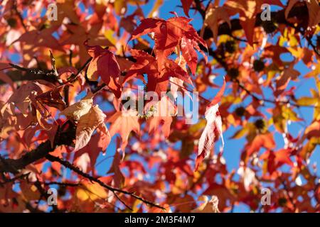 Red maple single blade bright leaf. Plane deciduous tree with dry falling foliage, blue sky through autumn Greek flora background. Stock Photo