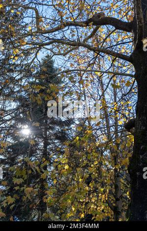 Plane, maple deciduous tree in forest. Fresh green and dry falling yellow leaf, autumn, blue sky through Greek flora background. Vertical Stock Photo