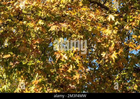 Plane single blade bright leaf. Maple deciduous tree with fresh green and dry falling yellow foliage, autumn Greek flora background. Stock Photo