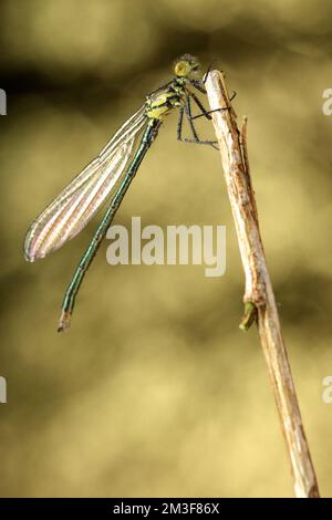 green dragonfly on a stick and light background Stock Photo - Alamy