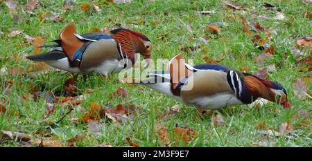 Two Male Mandarin ducks are searching for food in the grass.  It's autumn Stock Photo