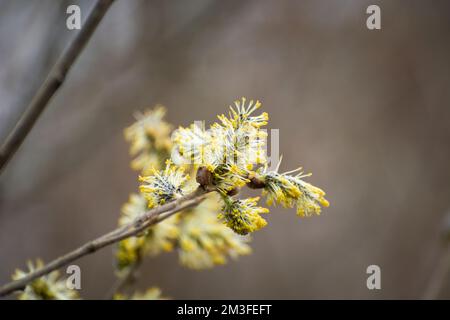 Twig with yellow catkins, herald of spring, April day Stock Photo