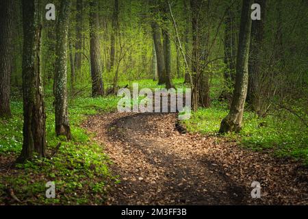 Winding dirt road in green spring forest, April day Stock Photo