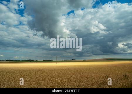 Cloudy sky over a large field with golden grain Stock Photo