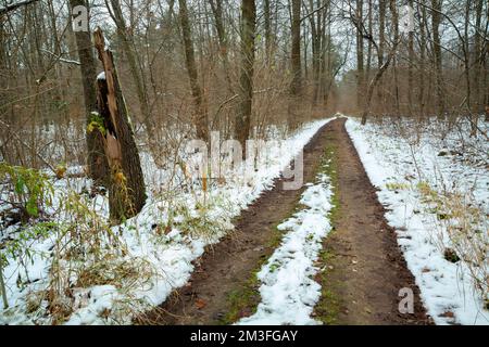 Dirt road in the snow-covered forest of eastern Poland, Lubelskie Okszow Stock Photo