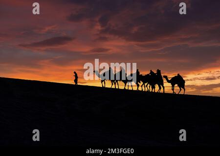 A group of tourist led by a local bedouin guide riding camels in the Sealine desert, Qatar. Stock Photo