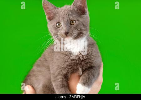 Small Cat Laying on Owner Hand Isolated on Green Screen Background. Caressing Baby Cat while he is Sitting. Human Host Stroking Kitten on Chroma Key. Stock Photo