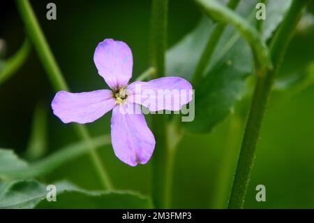 Lilic/Mauve/Purple Hesperis Matronalis (Dame's Violet) Flowers grown in a Border in an English Country Garden, Lancashire, England, UK. Stock Photo