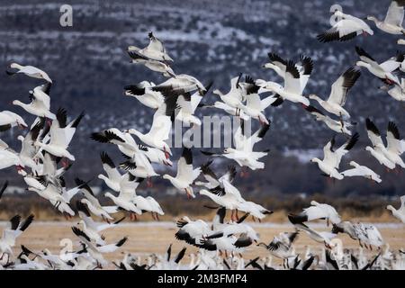 Snow geese (Anser caerulescens) lifting off from a field in Lassen County, California, USA. Stock Photo