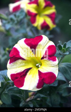 Single Pink/Yellow Bi-Coloured Petunia Hybrida 'Amore Queen of Hearts' Flowers grown in a Border in an English Country Garden, Lancashire, England, UK Stock Photo