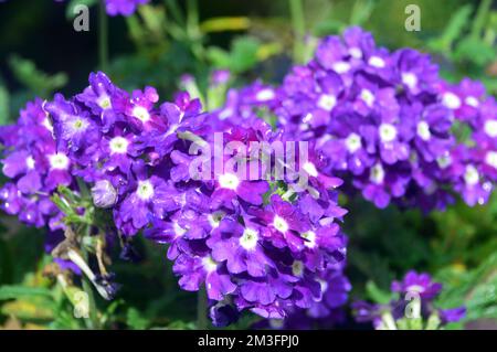 Small Purple/White Trailing Verbena Samira 'Purple Eye' Flowers grown in a Border in an English Country Garden, Lancashire, England, UK. Stock Photo