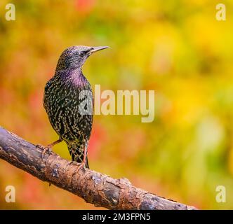 Eurasian Starling in Cotswolds Garden Stock Photo