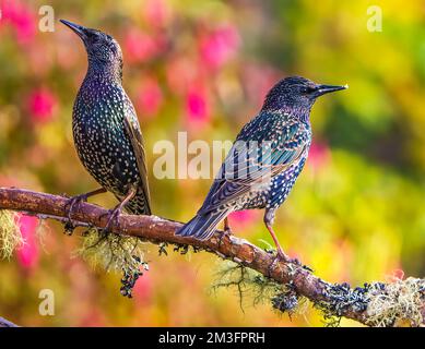 Eurasian Starling in Cotswolds Garden Stock Photo