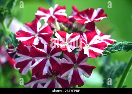 Small Red/White Verbena Samira 'Deep Red Star' Flowers grown in a Border in an English Country Garden, Lancashire, England, UK. Stock Photo