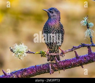 Eurasian Starling in Cotswolds Garden Stock Photo