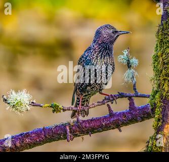 Eurasian Starling in Cotswolds Garden Stock Photo