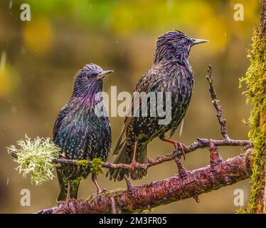 Eurasian Starling in Cotswolds Garden Stock Photo