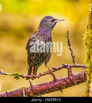 Eurasian Starling in Cotswolds Garden Stock Photo