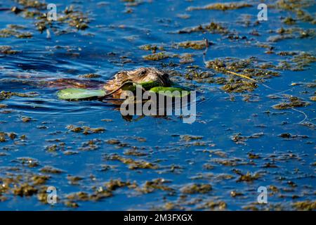 A Muskrat in the Danube Delta Stock Photo
