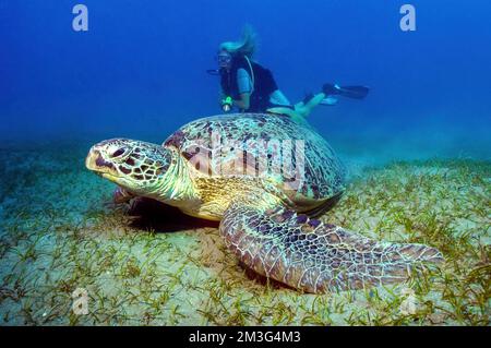 Green turtle (Chelonia mydas) Green turtle eats seaweed, in the background diver Sports diver, Red Sea, Abu Dabab, Egypt